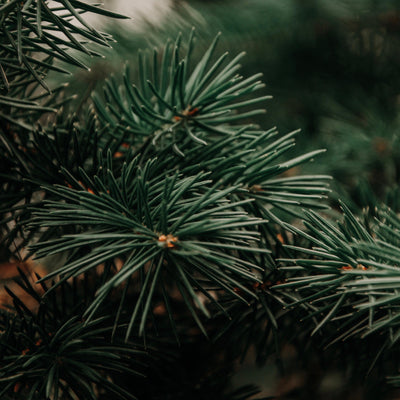 Extra groene feestdagen: zo vier je Sint en Kerst met duurzame cadeaus